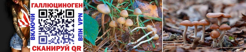 Псилоцибиновые грибы Magic Shrooms  купить   Майский 